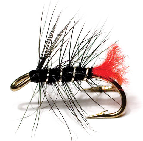 Zulu Black dobbelkrok