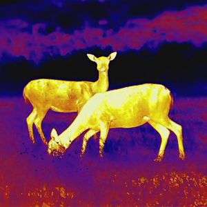 Leica CALONOX View - Mono "Spotter" 15 x 30