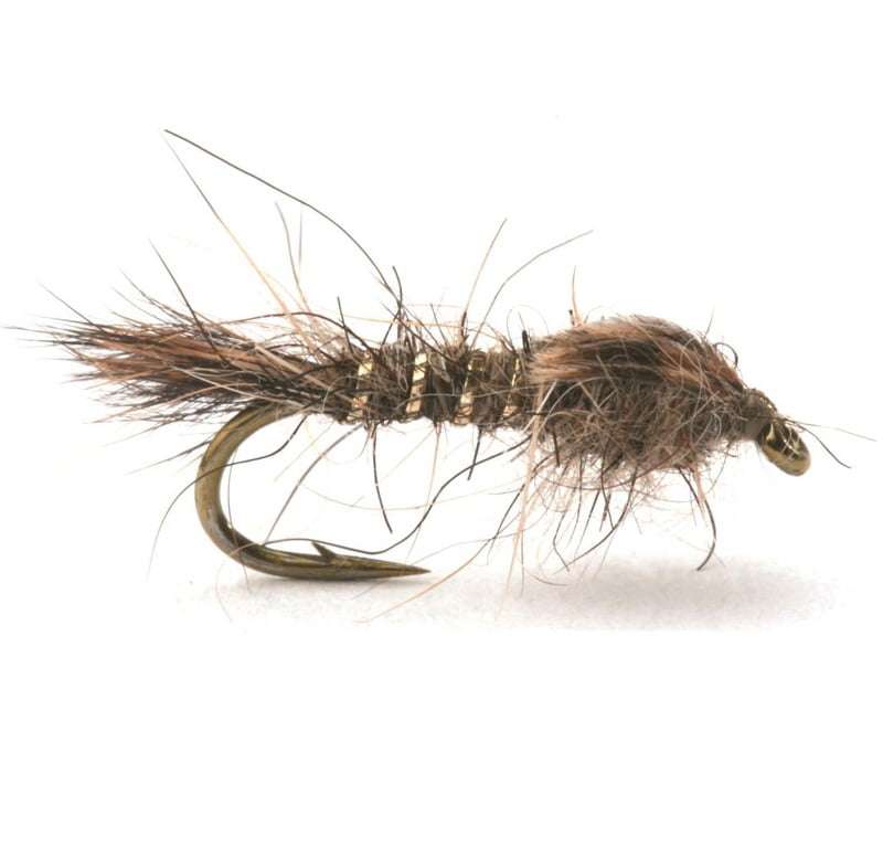 Gold Ribbed Hares Ear