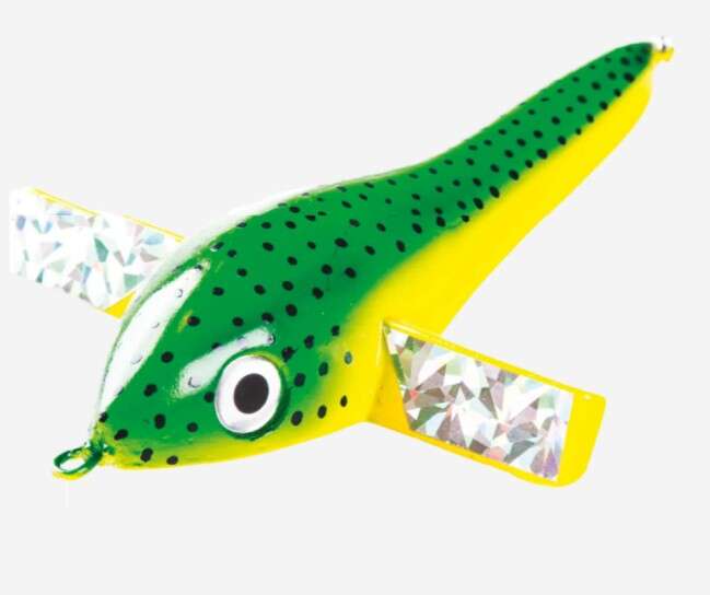 Pulsator Frigate Bird